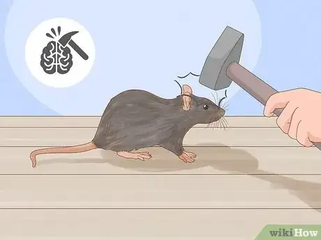 Imagen titulada Humanely Kill a Rodent Step 7