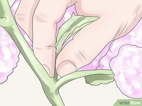 Imagen titulada Care for Geraniums in Winter Step 15