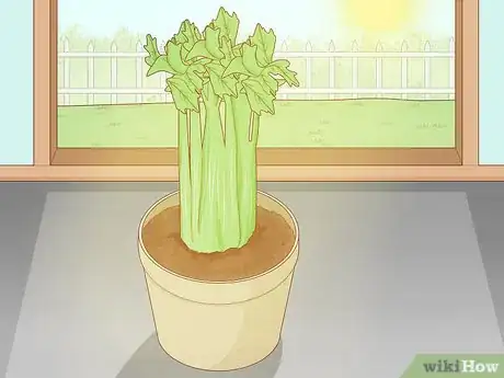 Imagen titulada Grow Celery from a Stalk Step 9