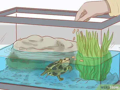 Imagen titulada Take Care of Baby Water Turtles Step 13