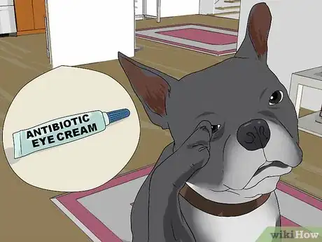 Imagen titulada Treat Eye Problems in Boston Terriers Step 8