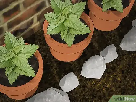Imagen titulada Kill Cockroaches or Ants Without Pesticide Step 12