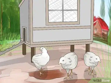 Imagen titulada Train Chickens to Return to Their Coop Step 4