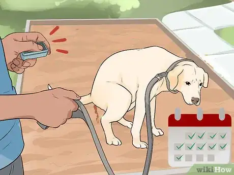 Imagen titulada Get Your Dog to Pee on Command Step 9