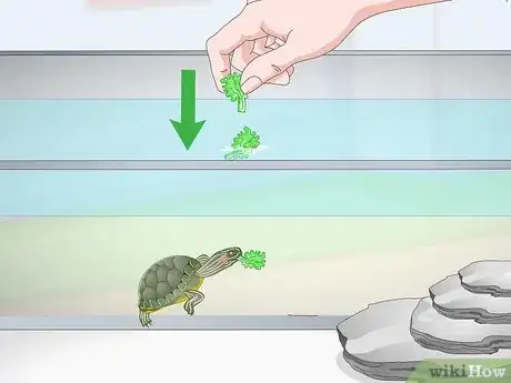 Imagen titulada Feed a Red‐Eared Slider Turtle Step 12