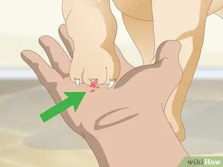 Imagen titulada Stop a Quick from Bleeding Step 13