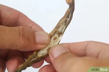 Imagen titulada Dry Okra Seeds Step 11