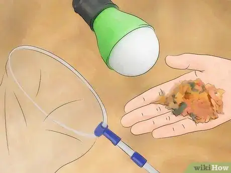 Imagen titulada Catch a Moth Step 2