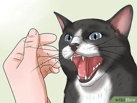 Imagen titulada Treat a Cat for Snakebite Step 4