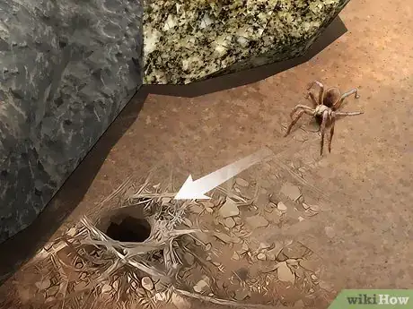 Imagen titulada Identify a Wolf Spider Step 6