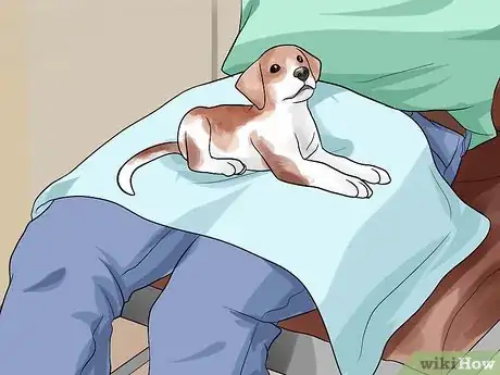 Imagen titulada Pick Up a Puppy Step 6