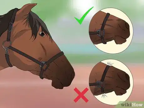 Imagen titulada Halter a Horse Step 11