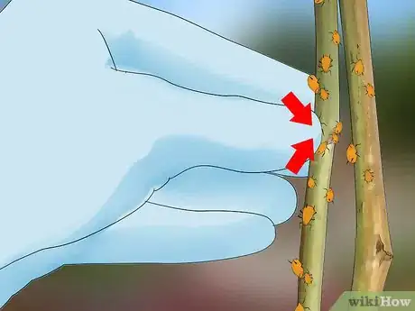 Imagen titulada Control Aphids Step 1