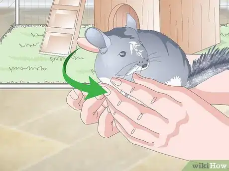 Imagen titulada Care for Chinchillas Step 16