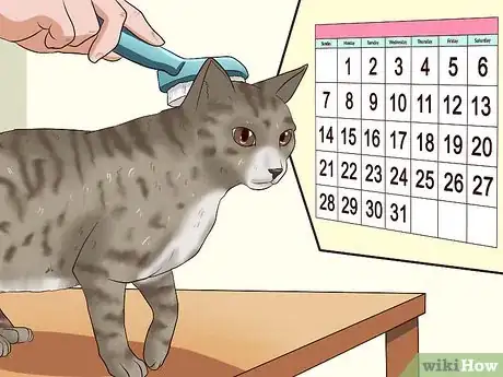 Imagen titulada Clean Your Cat When He Can't Do It Himself Step 5