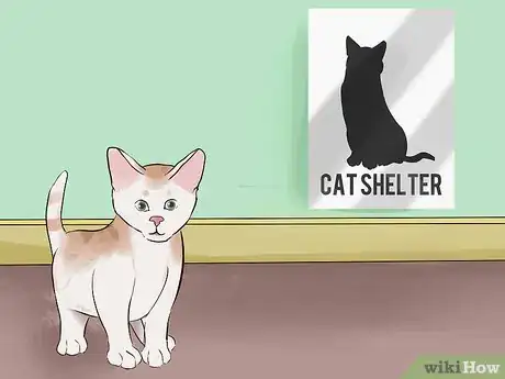Imagen titulada Adopt a Kitten Step 13
