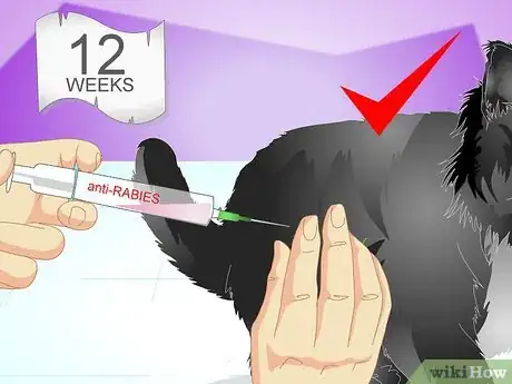 Imagen titulada Vaccinate a Kitten Step 5
