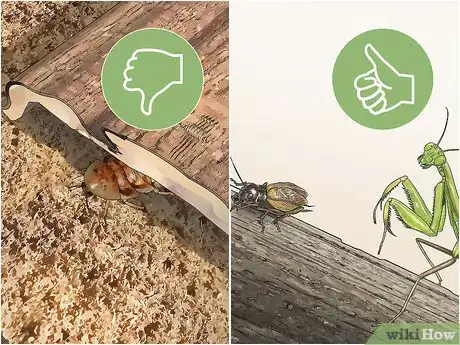 Imagen titulada Take Care of a Praying Mantis Step 10