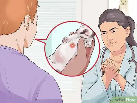 Imagen titulada Deal with Abscesses on Newly Born Puppies Step 4