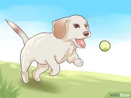 Imagen titulada Love Your Dog Step 10