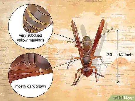 Imagen titulada Identify Wasps Step 3