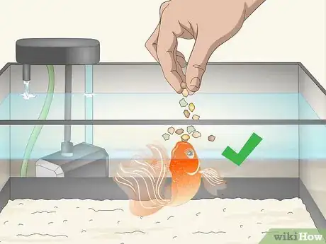 Imagen titulada Know when Your Goldfish Is Dying Step 6
