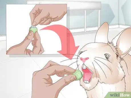 Imagen titulada Care for Your Rabbit After Neutering or Spaying Step 11