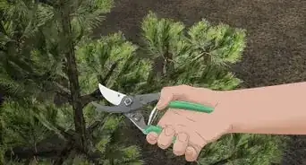 plantar un pino