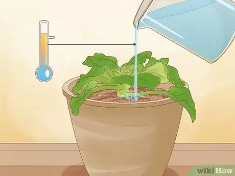 Imagen titulada Repot African Violets Step 20