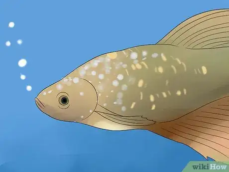 Imagen titulada Tell if a Betta Fish Is Sick Step 5