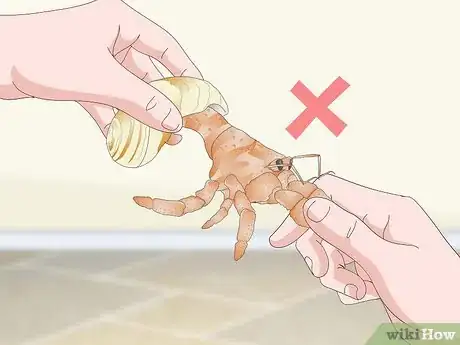 Imagen titulada Play With Your Hermit Crab Step 13