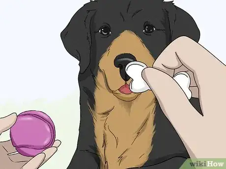 Imagen titulada Teach Your Dog to Drop It Step 8