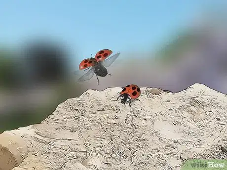Imagen titulada Identify an Insect Step 3