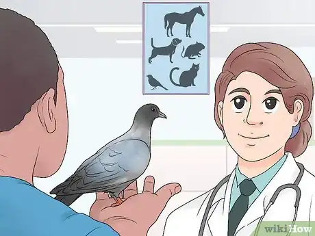 Imagen titulada Catch Pigeons Step 13