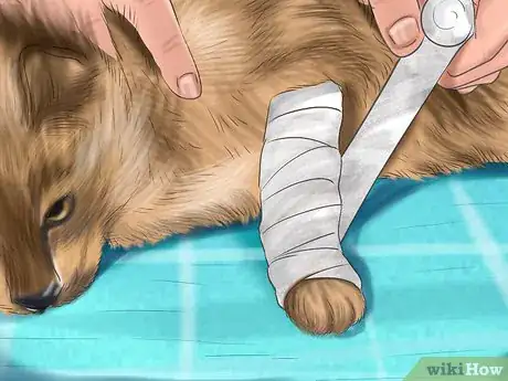 Imagen titulada Treat a Cat with a Broken Claw Step 6