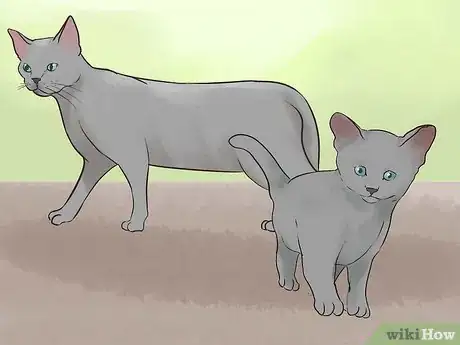 Imagen titulada Identify a Korat Cat Step 13