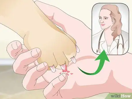 Imagen titulada Stop a Quick from Bleeding Step 15