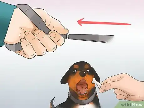 Imagen titulada Start Walking Your Puppy Step 7