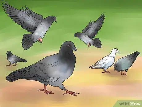 Imagen titulada Catch Pigeons Step 19