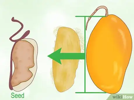 Imagen titulada Grow a Mango Tree Step 6