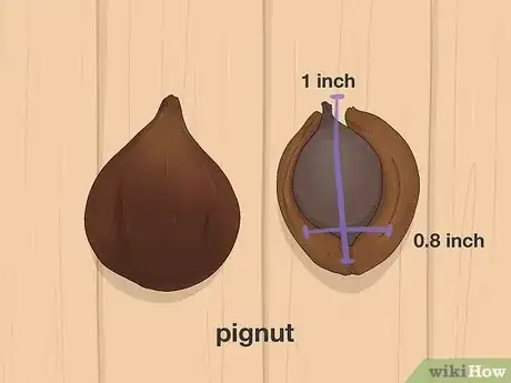 Imagen titulada Identify Hickory Nuts Step 10