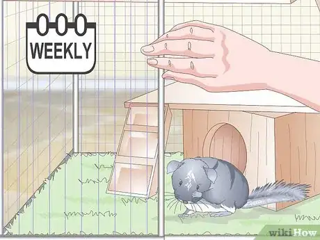 Imagen titulada Care for Chinchillas Step 14