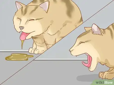 Imagen titulada Diagnose and Treat Hernias in Cats Step 6