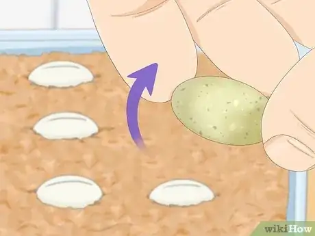 Imagen titulada Take Care of Lizard Eggs Step 14