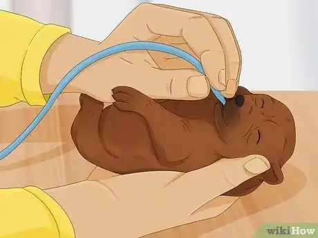Imagen titulada Handle a Mother Dog Refusing to Stay with Her Puppies Step 9