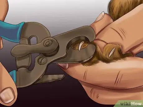 Imagen titulada Treat a Cat with a Broken Claw Step 8
