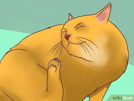 Imagen titulada Treat Lice in Cats Step 1