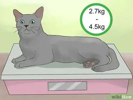 Imagen titulada Identify a Korat Cat Step 12