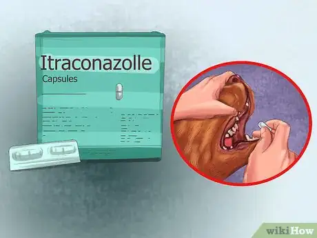 Imagen titulada Treat Aspergillosis in Dogs Step 4