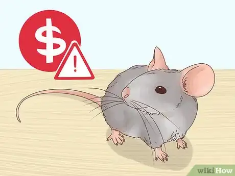 Imagen titulada Choose Between a Pet Mouse or Pet Rat Step 5